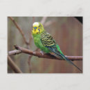 Recherche de perruque cartes postales Perruche