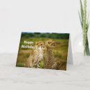 Search for cheetah birthday cards Wildlife