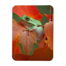 Recherche de grenouille verte magnets Nature