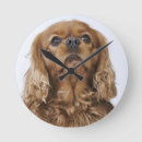 Recherche de épagneul horloges Chien