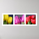 Recherche de s 3 posters Photographie