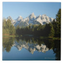 Search for pine tree tiles Usa