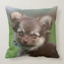 Search for liver pillows Puppy