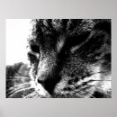 Search for pet photography posters Black and white