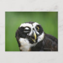 Search for spectacle postcards Animal