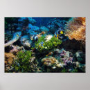 Recherche de coral reef posters Fish