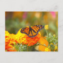 Recherche de papillon de monarque cartes postales Insecte