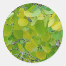 Search for aspen leaf stickers Nature