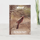 Search for funny cardinals cards Cute