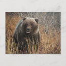 Recherche de ours bleu cartes postales Nature