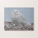Search for snowy owl puzzles Owls