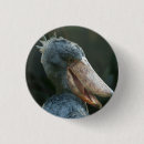 Search for beaks buttons Nature