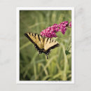 Recherche de buisson papillon cartes postales Papillons