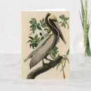 Search for audubon cards Bird