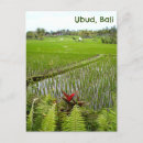 Search for paddy postcards Nature