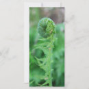 Search for fiddlehead Nature