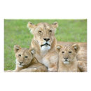 Recherche de panthera art Ourson
