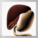 Recherche de estomac posters Médical