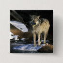 Search for wolf buttons Usa