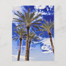 Search for high postcards Palm trees