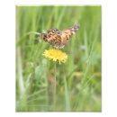 Recherche de insecte de dame posters Papillon