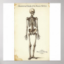 Recherche de os de la main posters Anatomie