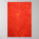 Search for veines posters Red
