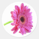 Recherche de gerber rose photographie Floral