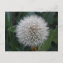Search for dandelion plant postcards Seeds