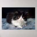 Search for longhair posters Cute