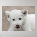 Search for lion picture posters For kids