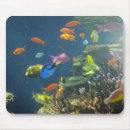 Recherche de aquarium tapis souris Tropical