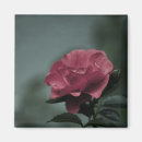 Recherche de arbuste magnets Rose