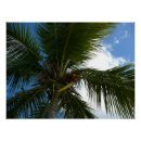 Recherche de coco posters Nature