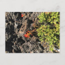 Recherche de indienne cartes postales Fleur