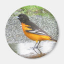 Search for baltimore magnets Nature