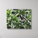 Search for succulent photography Botanical
