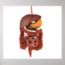 Search for human digestive system posters Digitally generated image