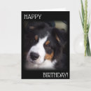 Search for a1e Dog
