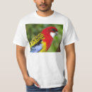 Search for rosellas tshirts Parrot