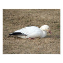 Recherche de migration posters Oiseau