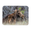 Recherche de caressant Animaux
