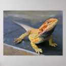 Recherche de arc ciel dragon art Dragons