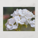 Recherche de tenerife cartes postales Canari