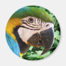 Search for macaw parrot magnets Parrots