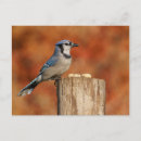 Search for blue jay bird postcards Birding