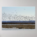 Search for refuges posters Birds