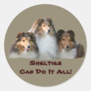Search for sheltie stickers Shetland sheepdog