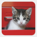 Recherche de oeil animal autocollants Chaton