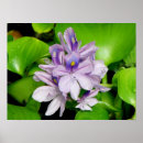 Recherche de jacinthes posters Floral